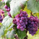 12 Seasonal Fruits Packed With Nutrients You Should Eat This Fall