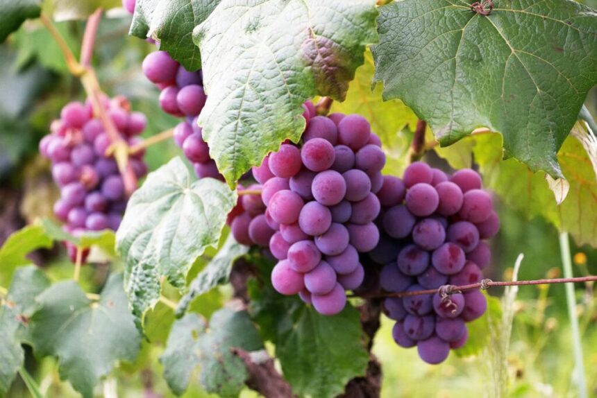 12 Seasonal Fruits Packed With Nutrients You Should Eat This Fall